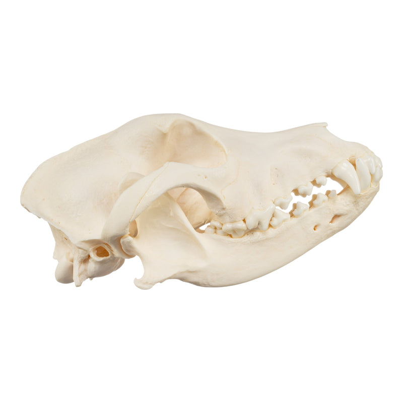 Real Domestic Dog Skull