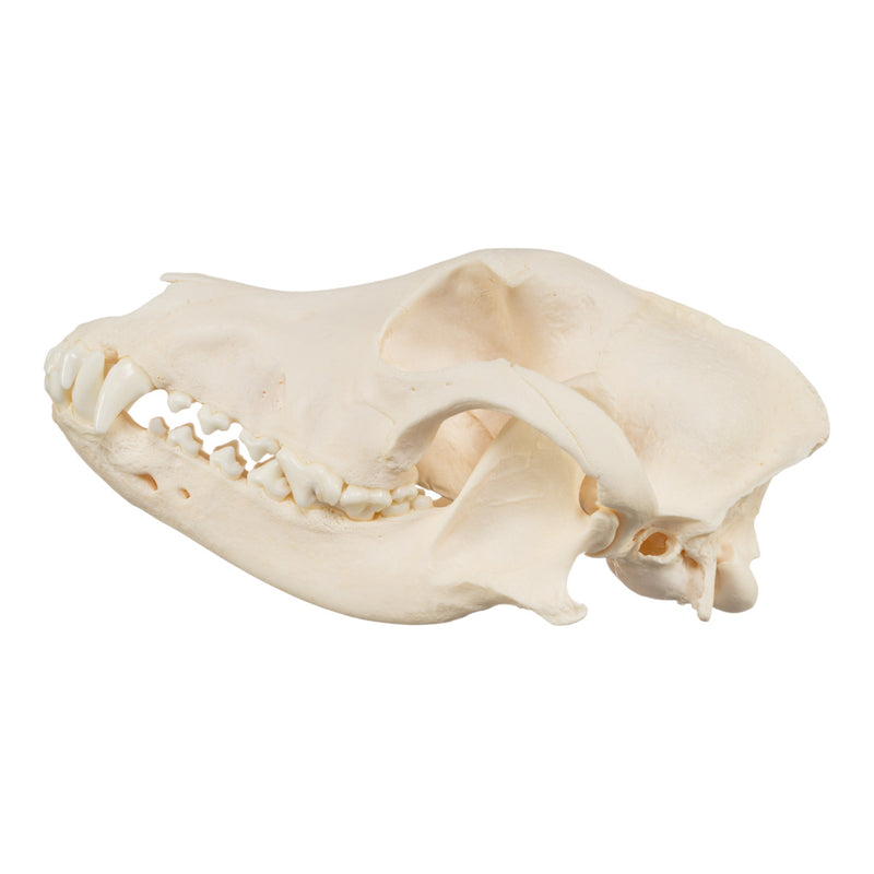 Real Domestic Dog Skull