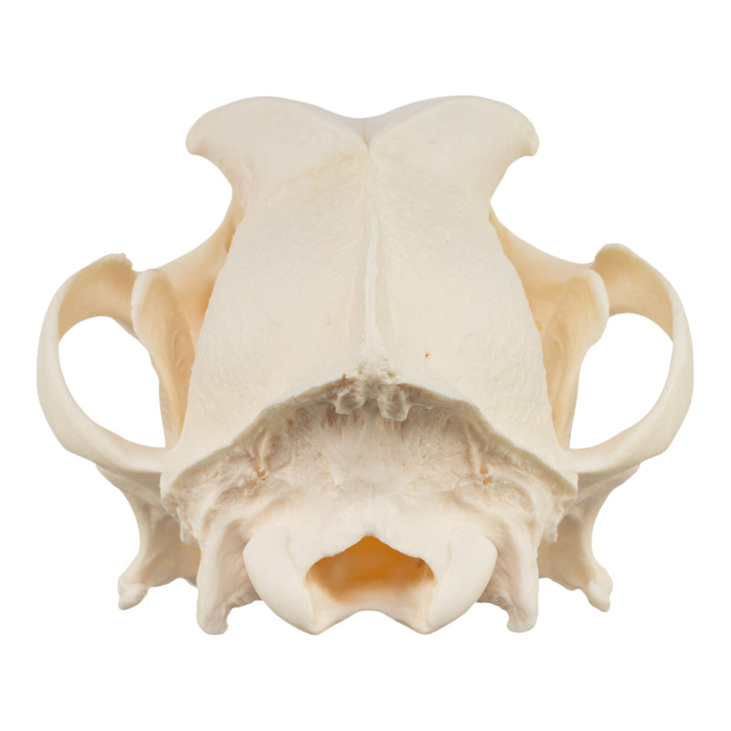 Real Domestic Dog Skull