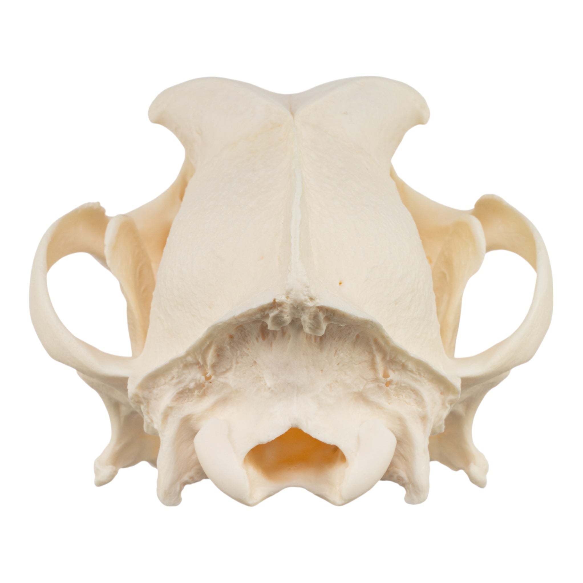 Real Domestic Dog Skull For Sale — Skulls Unlimited International, Inc.