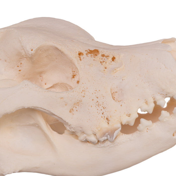 Real Domestic Dog Skull - Pathology