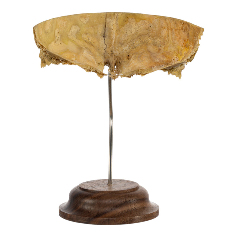 Real Human Partial Frontal Bone on Stand