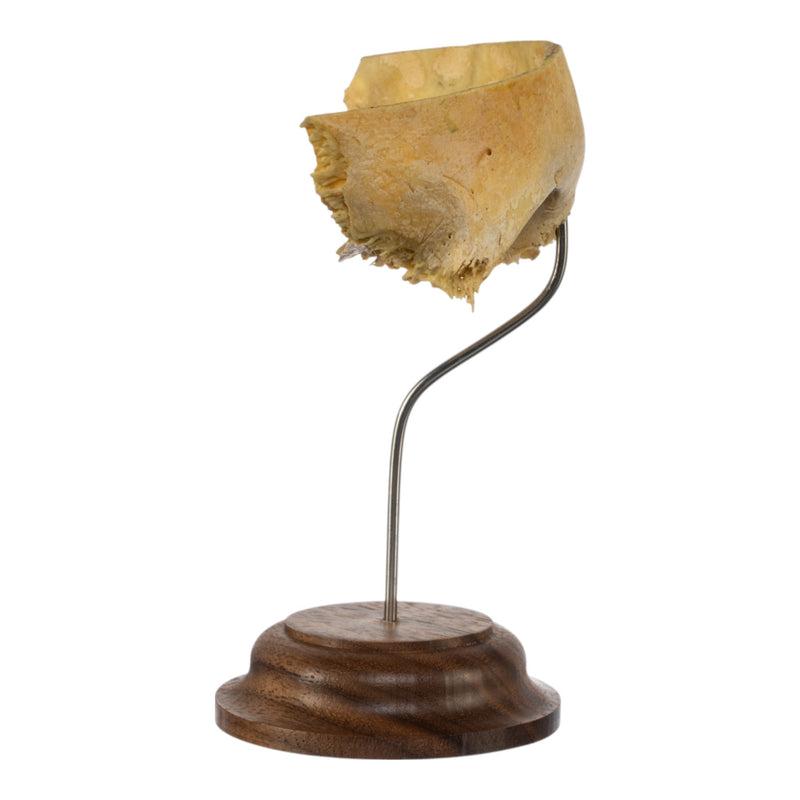 Real Human Partial Frontal Bone on Stand