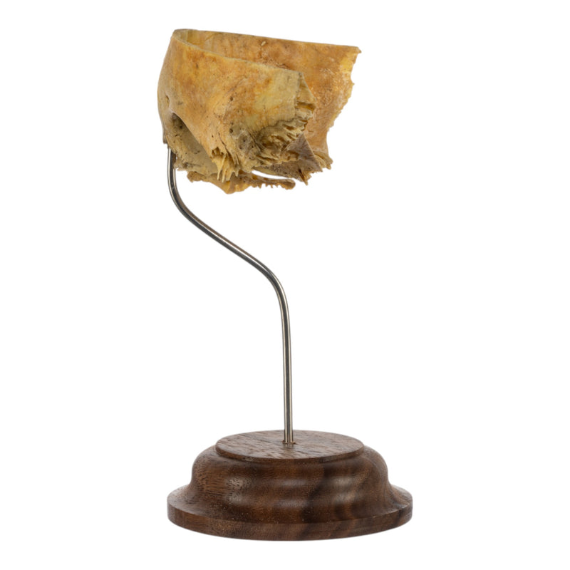 Real Human Partial Frontal Bone on Stand