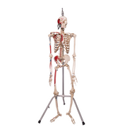 Real Human Articulated Skeleton - Painted