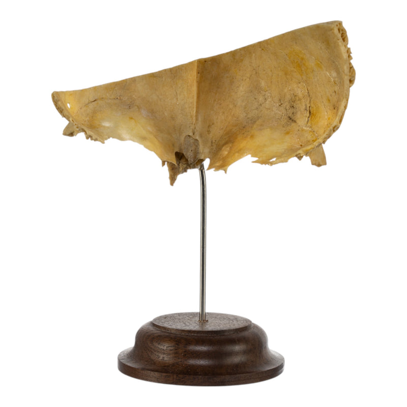 Real Human Partial Skull on Stand