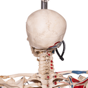 Real Human Articulated Skeleton - Painted