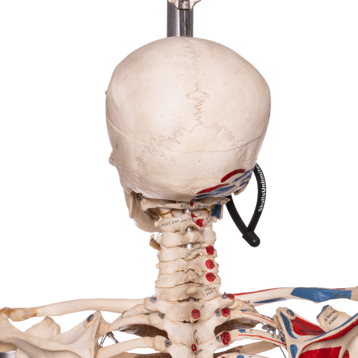 Real Human Articulated Skeleton - Painted