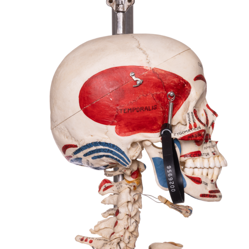 Real Human Articulated Skeleton - Painted