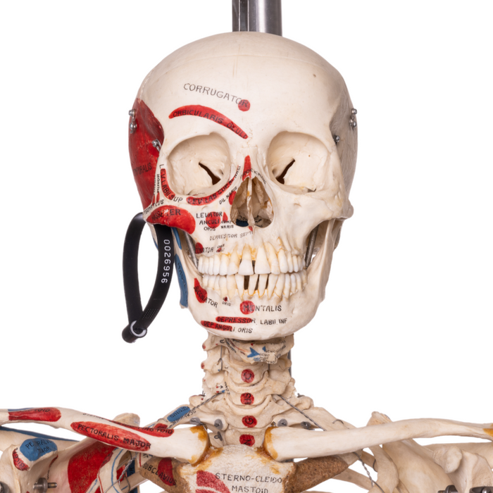 Real Human Articulated Skeleton - Painted