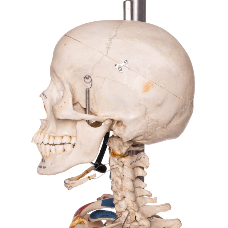 Real Human Articulated Skeleton - Painted