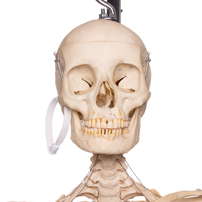 Real Human Articulated Skeleton