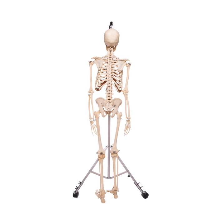 Real Human Articulated Skeleton