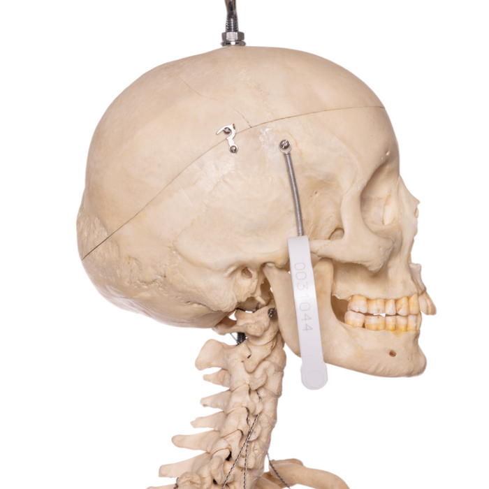 Real Human Articulated Skeleton