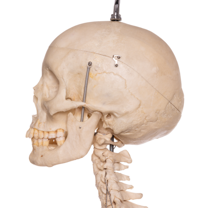 Real Human Articulated Skeleton