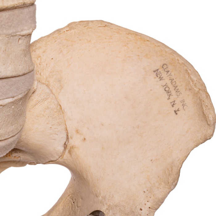 Real Human Articulated Skeleton