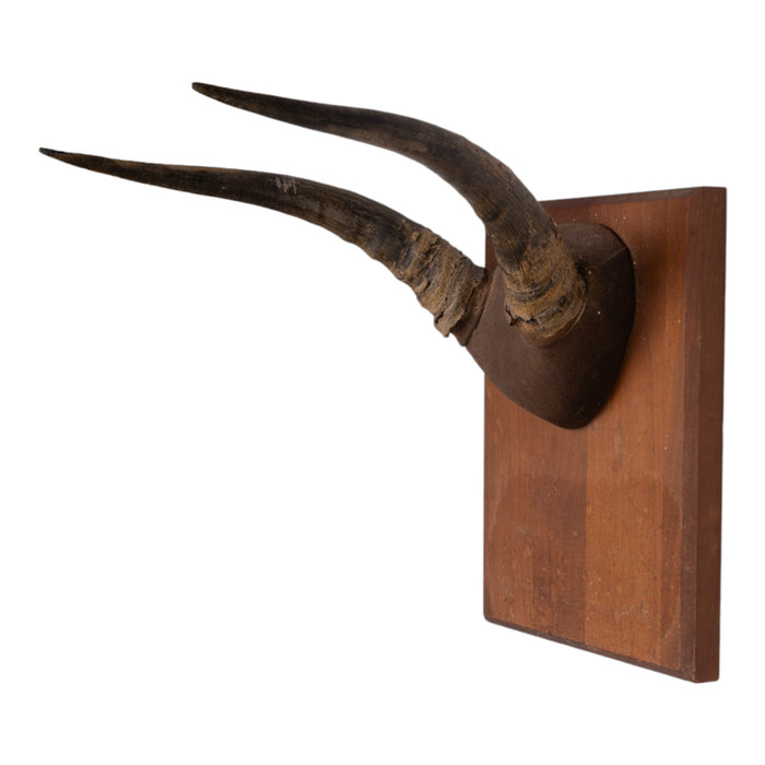 Real Grey Rhebok Skull on Plaque