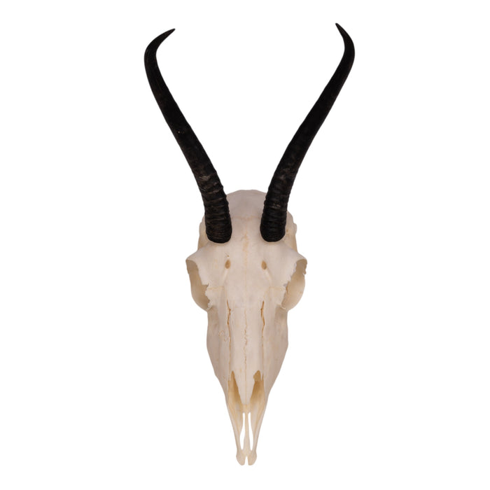 Springbok Complete Skeleton Real Springbok Skull (Female) For Sale — Skulls Unlimited International ...