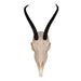 Real Springbok Skull - Female