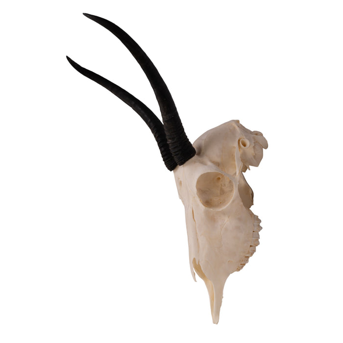 Springbok Complete Skeleton Real Springbok Skull (Female) For Sale — Skulls Unlimited International ...