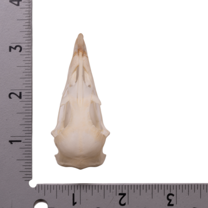 Real Chicken Skull - Pathology