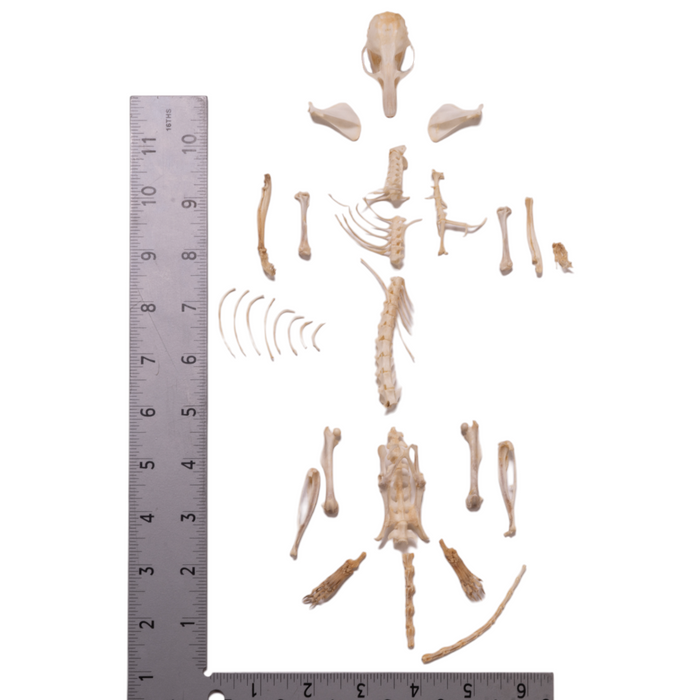 Real Bushy-tailed Woodrat Skeleton