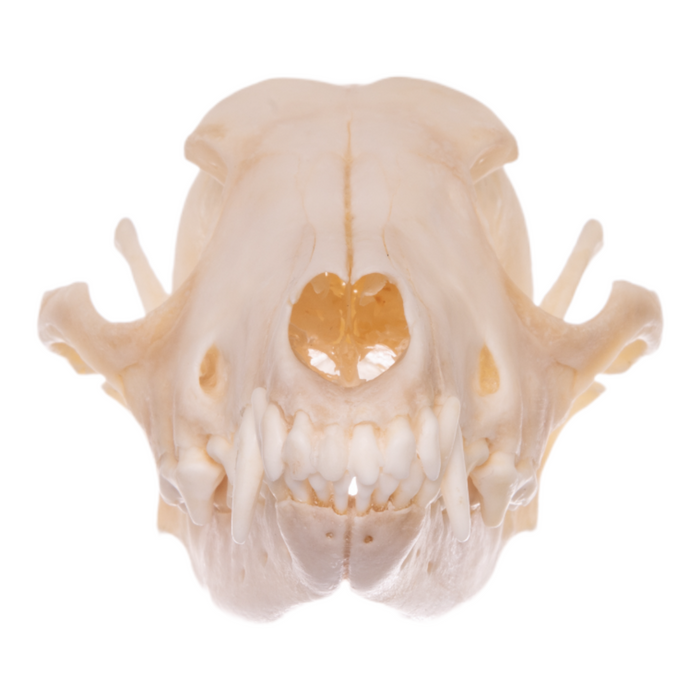 Real Black-backed Jackal Skull