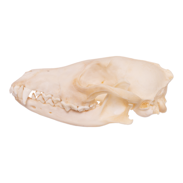 Real Black-backed Jackal Skull
