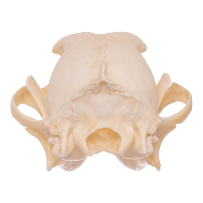 Real Black-backed Jackal Skull