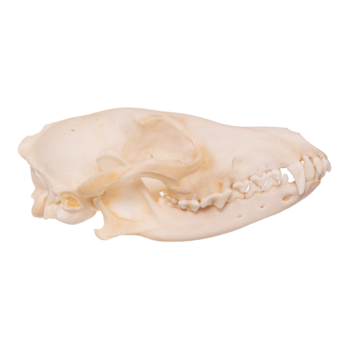 Real Black-backed Jackal Skull