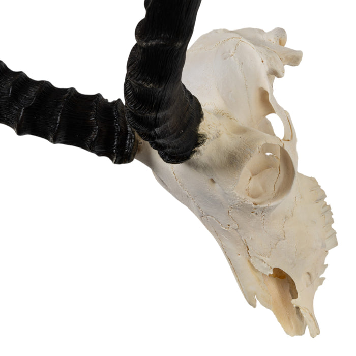 Real Impala Skull - Damaged