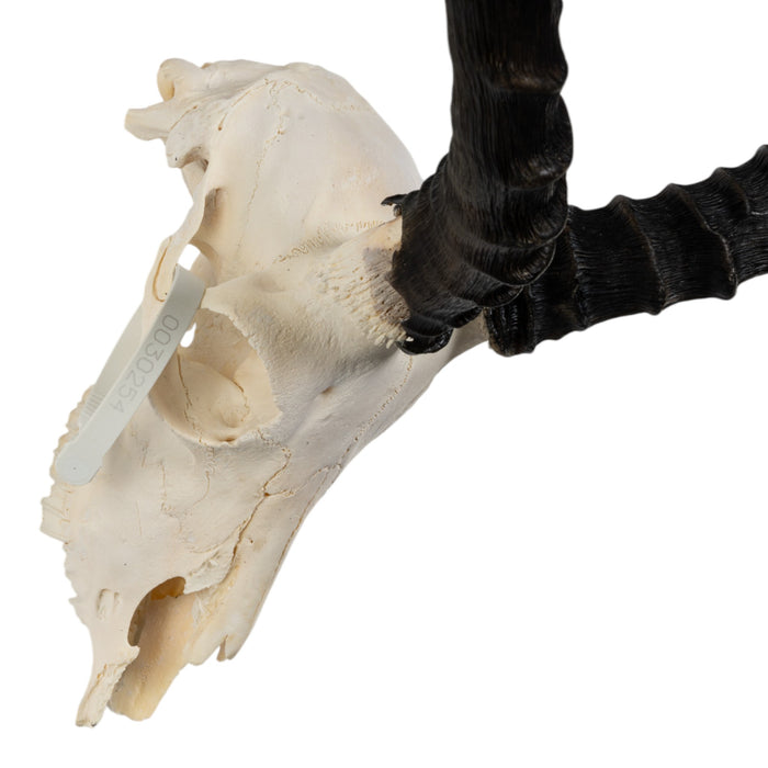 Real Impala Skull - Damaged
