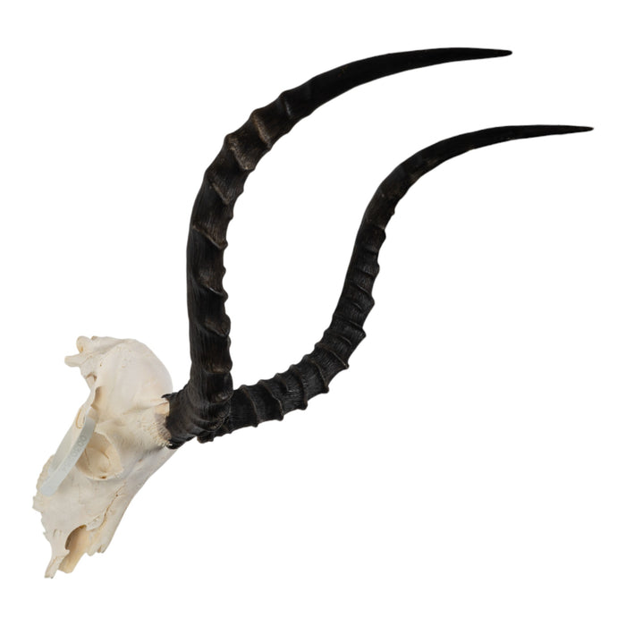 Real Impala Skull - Damaged