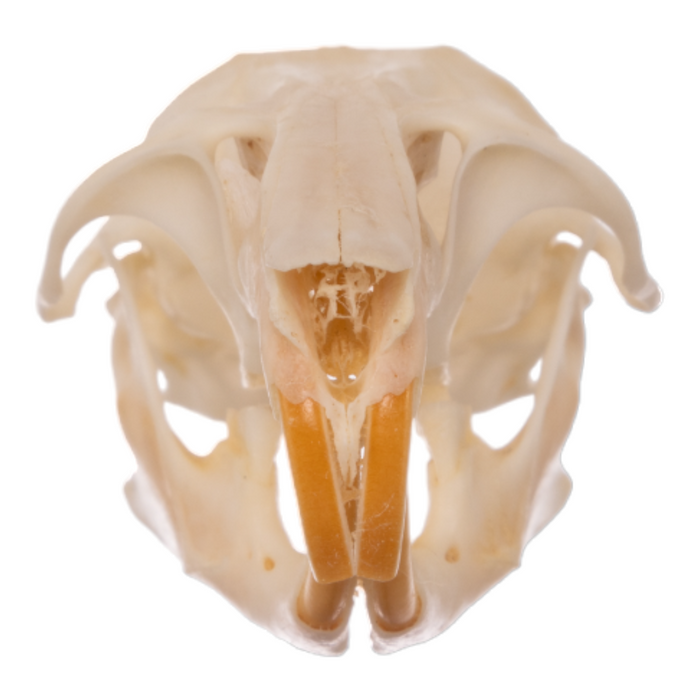 Real Bushy-tailed Woodrat Skeleton
