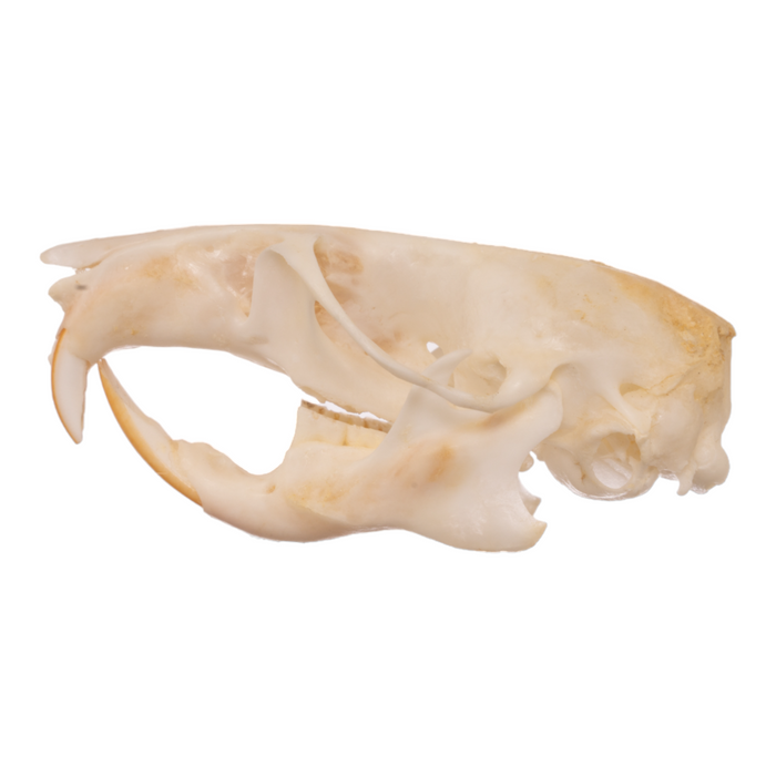 Real Bushy-tailed Woodrat Skeleton