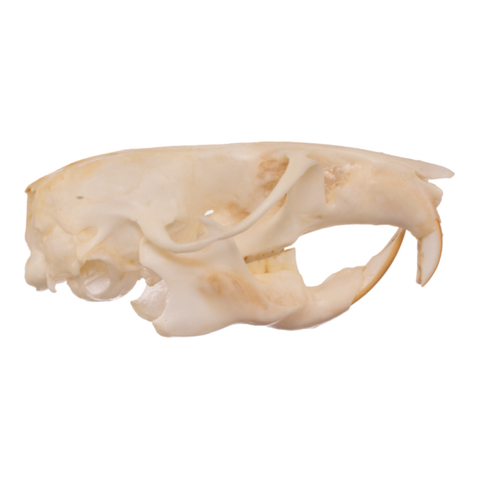 Real Bushy-tailed Woodrat Skeleton