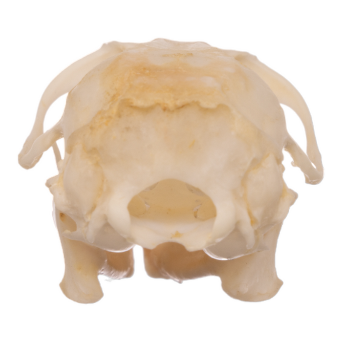 Real Bushy-tailed Woodrat Skeleton
