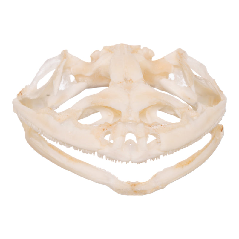 Real Bullfrog Skull