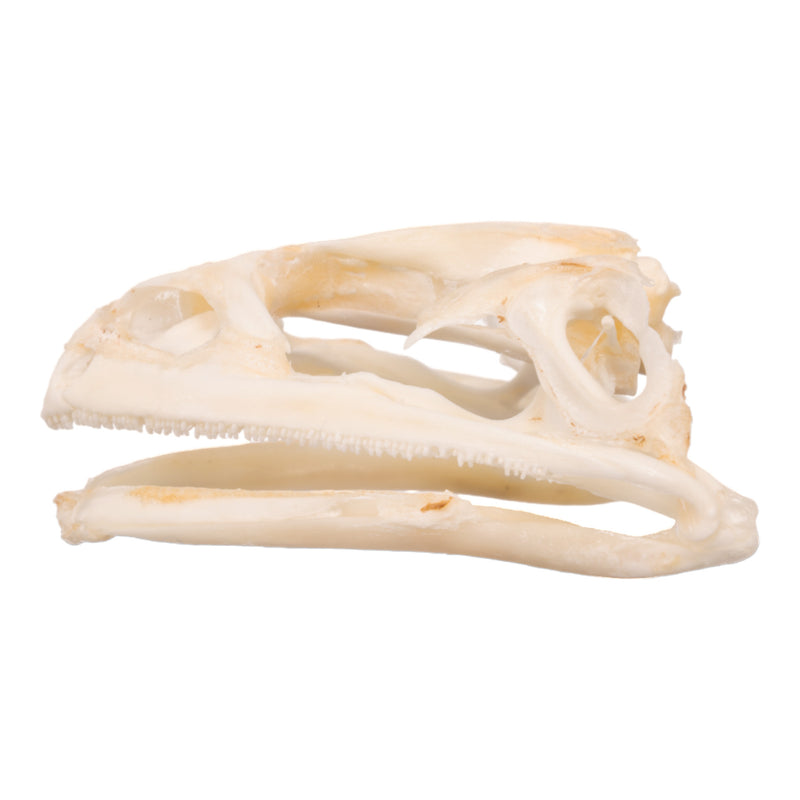 Real Bullfrog Skull