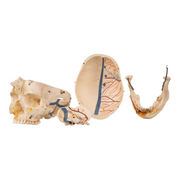 Real Human Dissected Skull with Carrying Case