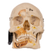 Real Human Skull with Carrying Case - Dissected