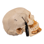 Real Human Dissected Skull with Carrying Case