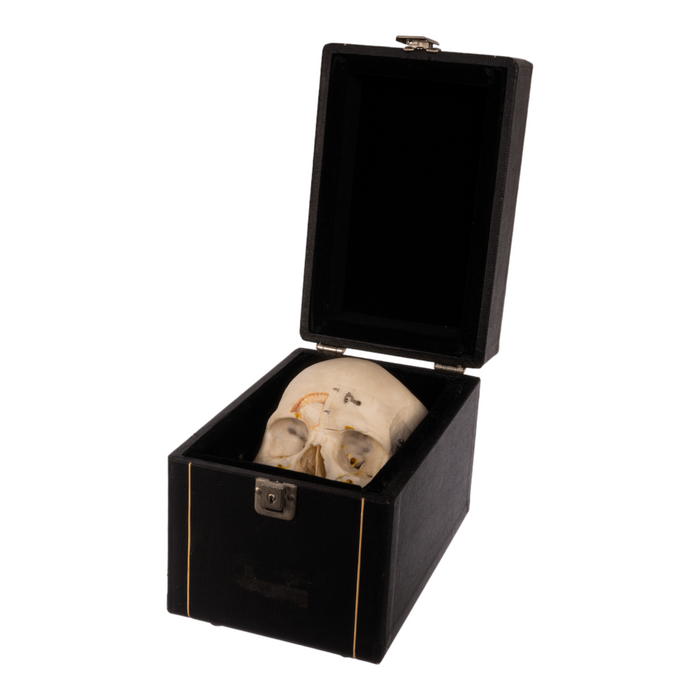 Real Human Skull with Carrying Case - Dissected