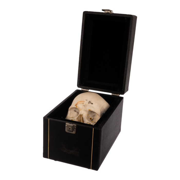 Real Human Skull with Carrying Case  - Dissected