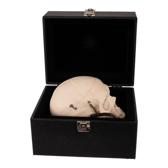 Real Human Skull with Carrying Case