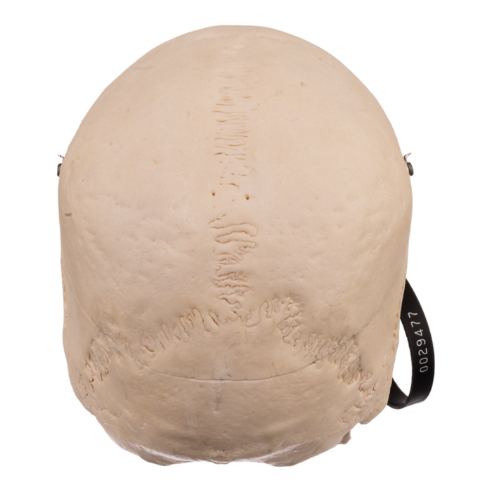 Real Human Skull with Carrying Case