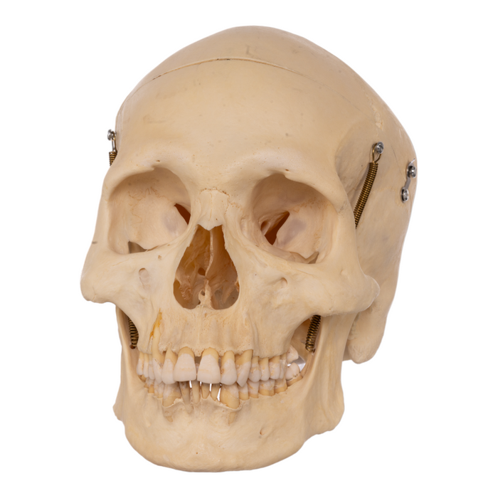 Real Human Half Skeleton with Carrying Case