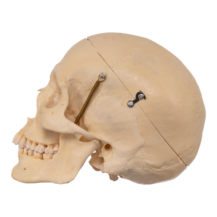 Real Human Half Skeleton with Carrying Case
