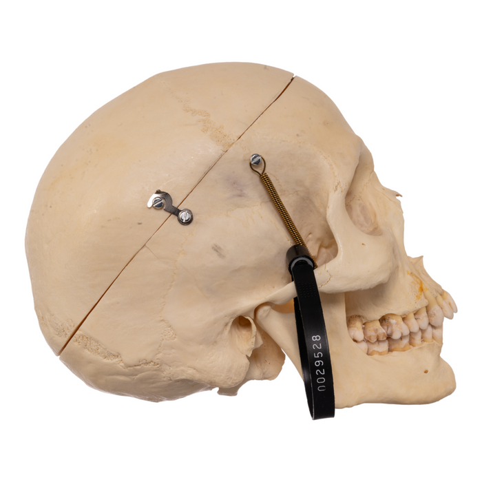 Real Human Half Skeleton with Carrying Case