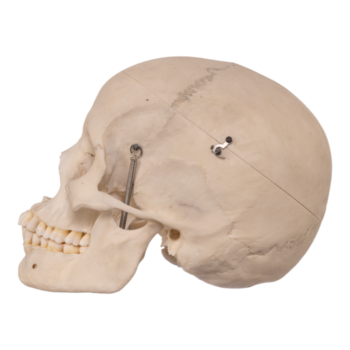 Real Human Skull